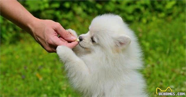 训练狗狗时，给狗狗奖励食物到底对不对？是不是只能给吃的？