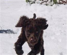 美国水猎犬的养护常识需要足够的运动量