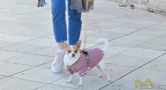 如何给狗狗助产主人必知事项