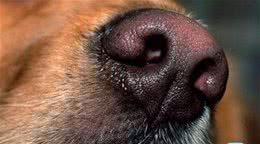 狗狗的鼻子有多厉害，简直堪比行走的检测仪