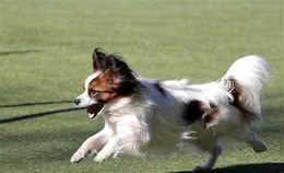 蝴蝶犬在说“喜欢你”的5种表现