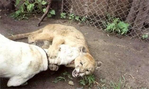 此“狮”竟被比特犬锁喉，“此狮不是彼狮”美洲狮不是非洲狮子！