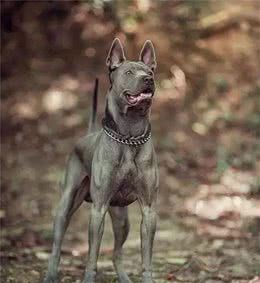 今天，我要告发这个犬种—泰皇脊背犬