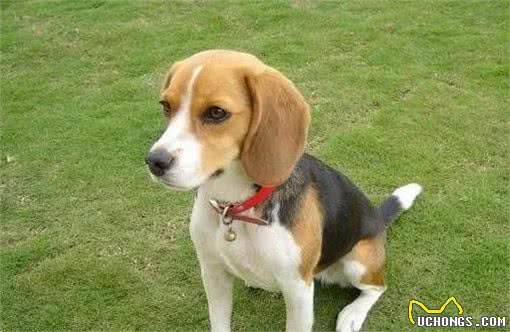 最好养”的6种狗狗，我大中华田园犬位居榜首，你养的是哪一种