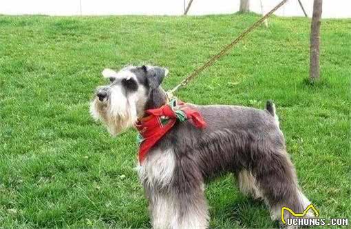 最好养”的6种狗狗，我大中华田园犬位居榜首，你养的是哪一种