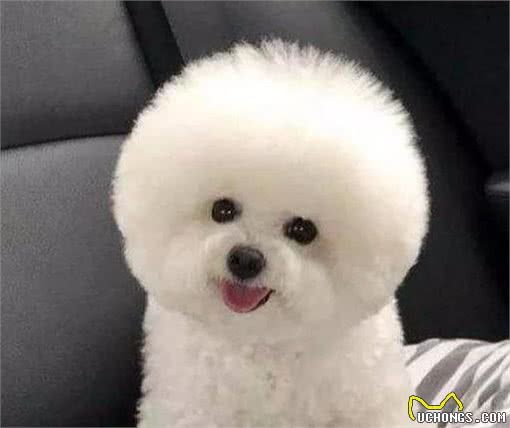 最好养”的6种狗狗，我大中华田园犬位居榜首，你养的是哪一种