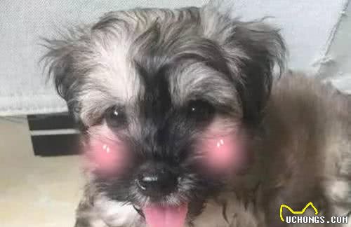 新手养狗怎么选？金毛犬二哈的各自特点全面分析