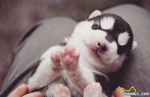 新手养狗怎么选？金毛犬二哈的各自特点全面分析