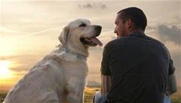 新手养狗怎么选？金毛犬二哈的各自特点全面分析