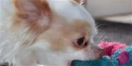 狗狗也有心理疾病，你家狗子中枪了吗？