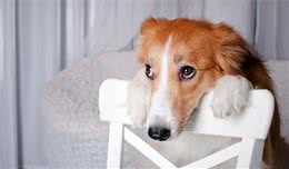 狗狗产后的护理方法