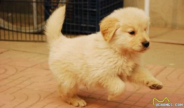 怎么挑选“金毛犬”？这5种幼犬，一定不能选