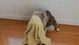 快来测测你家狗狗智商有多高