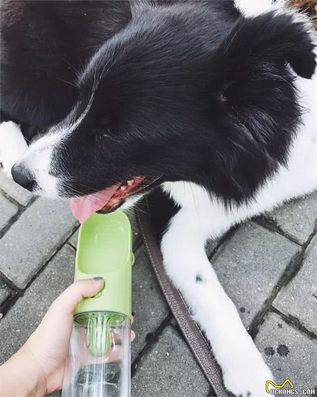 备战酷暑丨教你打开正确的宠物降温避暑指南!