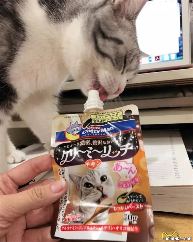 备战酷暑丨教你打开正确的宠物降温避暑指南!