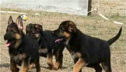 德国牧羊犬幼犬的饲养方法