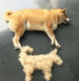 秋季狗狗换毛应当注意什么？