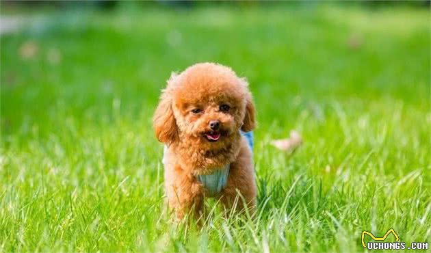你到底适合养什么犬种？给你这10种回答