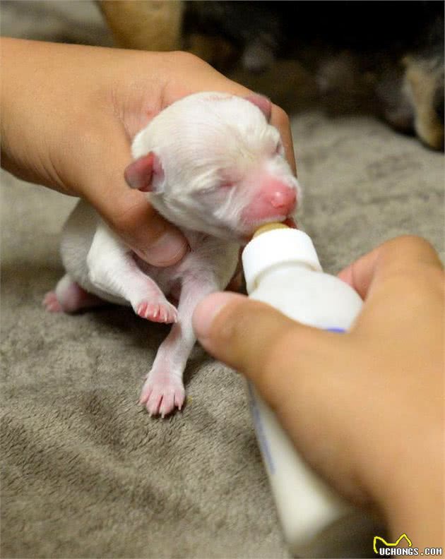 你到底适合养什么犬种？给你这10种回答