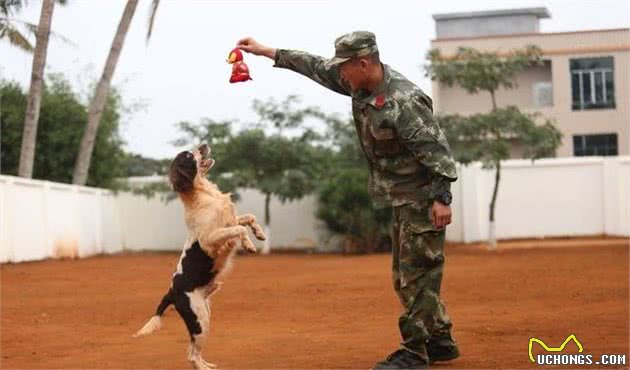 你到底适合养什么犬种？给你这10种回答
