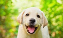 你到底适合养什么犬种？给你这10种回答