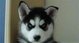 狗狗闹情绪千万别忽视，不然后果很严重