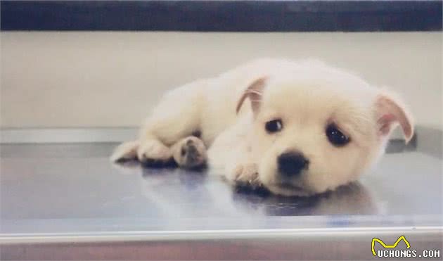 小奶狗怎么养？难度不亚于育儿，从小培养良好习惯很重要