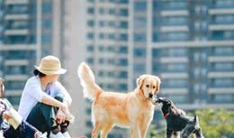 疫情期间，到底能不能遛狗？要是真要遛狗千万别忽视这些小细节