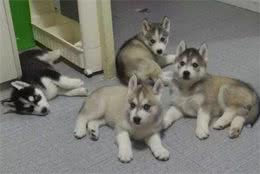 母犬需要注意的问题：难产，如何正确认识、预防和治疗难产呢？