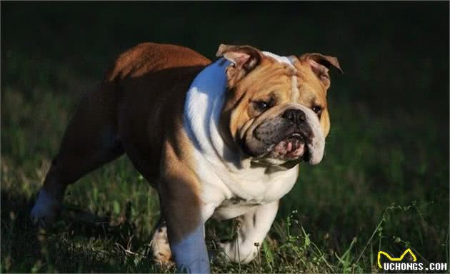 斗牛犬为什么种类如此多？戏说那些傻傻分不清的各国斗牛犬！