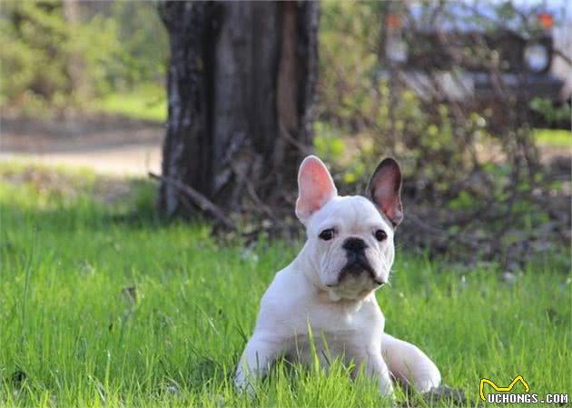 斗牛犬为什么种类如此多？戏说那些傻傻分不清的各国斗牛犬！