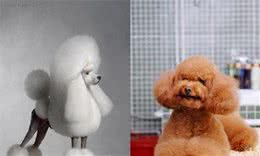 狗狗为什么要吃便便？