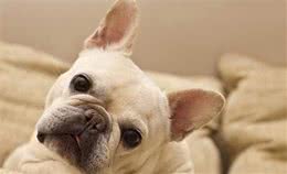 想要有听话的狗狗，都需要主人培养，你知道它是怎么学习的吗？