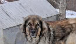 酷似高加索犬的深山猛犬，一度濒临灭绝，驱熊赶狼，誉为护林兽