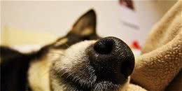 狗狗鼻子干什么情况？