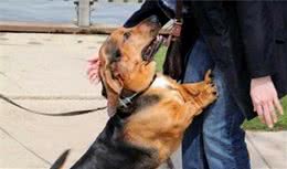 宠主不要惯着狗狗，不然它会“得寸进尺”，养成下面4种坏毛病