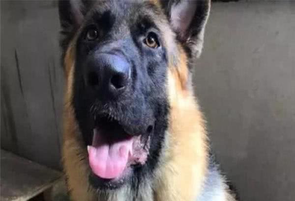德国牧羊犬十分优秀,又很忠心,为什么城市里却“禁养”德牧犬呢?
