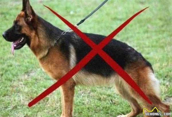德国牧羊犬十分优秀,又很忠心,为什么城市里却“禁养”德牧犬呢?