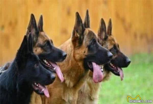 德国牧羊犬十分优秀,又很忠心,为什么城市里却“禁养”德牧犬呢?