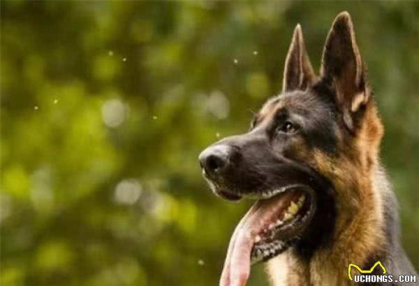 德国牧羊犬十分优秀,又很忠心,为什么城市里却“禁养”德牧犬呢?