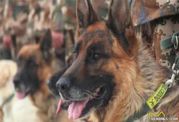 德国牧羊犬十分优秀,又很忠心,为什么城市里却“禁养”德牧犬呢?