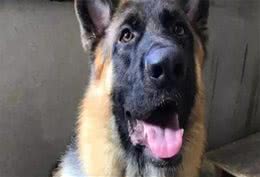 德国牧羊犬十分优秀，又很忠心，为什么城市里却“禁养”德牧犬呢？