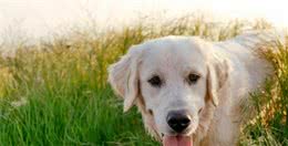 想要训练拉布拉多犬？讲究的就是这6个方面