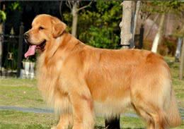 金毛犬纯不纯，关键还是这7个特点，你可能买到“假狗”了