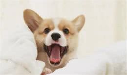 如何制止犬不良的吠叫行为？