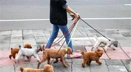 一般你是几点钟遛狗？从遛犬时间，就透露出你养什么狗