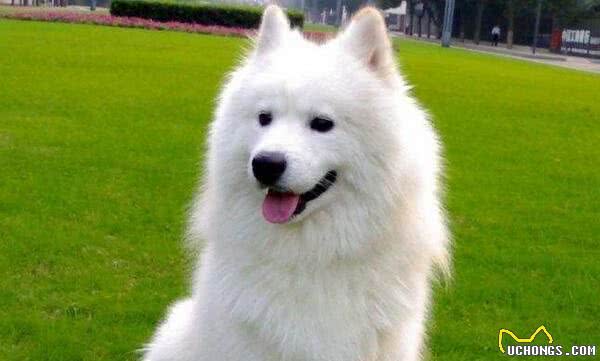 萨摩耶犬在家怎么洗澡给萨摩耶洗澡的正确方法