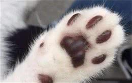 为什么狗狗不让你摸它爪子？原因有5点！