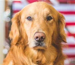 狗狗不吃东西是情绪所致吗？饮食习惯、疾病问题都不容忽视