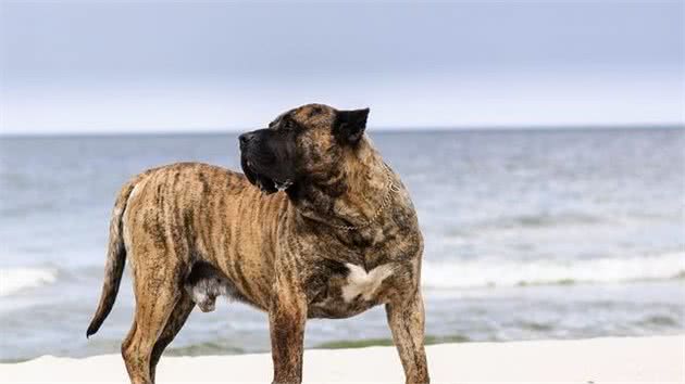 这4种犬，被誉为犬中四霸，如未驯服，将是最恐怖的犬科动物